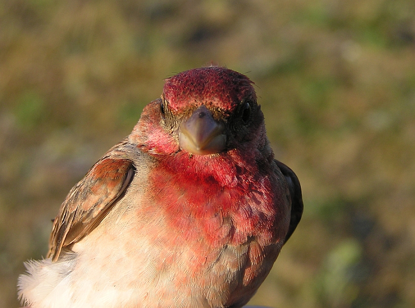 Common Rosefinch, Sundre 20070609